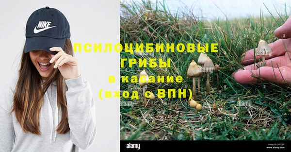 прущие грибы Коряжма